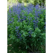 Baptisia australis - Déli borsófürt, álindigó K2l