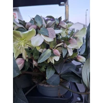 Helleborus  Hunyor Valeria CS19