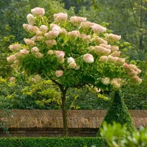 Hydrangea paniculata 'Vanille Fraise' MT - 1/2Törzses bugás hortenzia K20