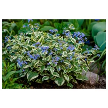 Brunnera macrophylla Variegata - Kaukázusi nefelejcs tarka lombú K2