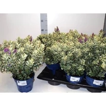 Hebe and variegata Veronikacserje 18l 30cm