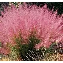 Muhlenbergia capillaris - Vattacukorfű