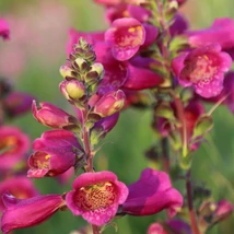 Digitalis purpurea 'Foxybee sötétpiros' CS14