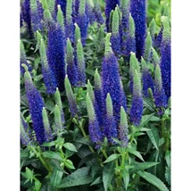 Veronica spicata 'Ulster Dwarf Blue' - Veronika Cs14