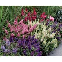 Buddleia davidii 'Butterfly Candy' - Nyáriorgona K5