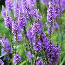 Verbena hasata Levender Spires- Levendulaszínű verbéna Cs14