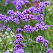 Verbena bonariensis Lollipop - Ernyős verbéna Cs14