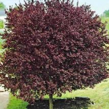 Prunus cerasifera 'Woodii'  Vérszilva K20 100/150 8/12 bokor