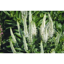 Veronica 'Veronique White'   - Veronika CS14