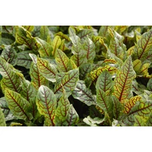 Rumex sarguineus Díszsóska Cs10