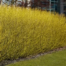 Cornus stolonifera 'Flaviramea' EXTRA - Sárgavesszejű selymes som 80/100 FL