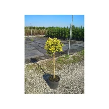 Euonymus japonicus - 1/4 Törzses kecskerágó C7 80