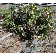 CHAMELAUCIUM (WAX FLOWER) - Viaszvirág K 20 bokor