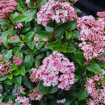 Viburnum tinus 'Lisa Rose' – Örökzöld rózsaszín virágú bangita K2