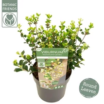 Viburnum Fairy Stars - Tündércsillag bangita P19 