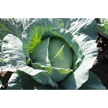 Agrosel Fejeskáposzta Viktória F1 80 szem