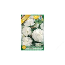 Begónia  Double Large White 3db/cs