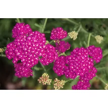 Achillea millefolium New Vintage Violet - Cickafark Cs14
