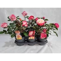 Rosa mix - Bokorrózsa színkeverék 