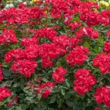 Rosa mix Extra - Bokorrózsa EXTRA K3 20/40