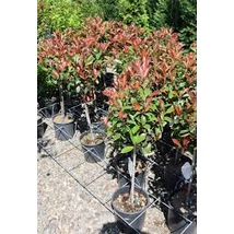 Photinia x fraeseri Red Robin TT– Korallberkenye Multi több törzses 175/200 C90L