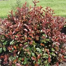 Photinia x fraseri 'Magical Volcano' - Korallberkenye  K2 30-40