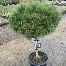 Pinus nigra 'Brepo' - Törpe feketefenyő 1/4 F C35 50-55