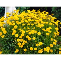 Coreopsis Early Sunrise Menyecskeszem