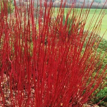 Cornus alba 'Sibirica' EXTRA - Vörösvesszelyű som 100/125 FL