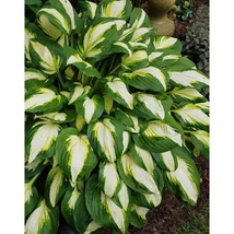 Hosta 'Vulcan' – Árnyékliliom Cs14