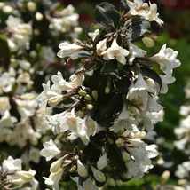 Weigela 'Ebony and Ivory' ('Velda') - Rózsalonc fehér virágú 40-60 C4,5