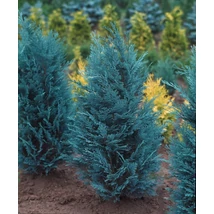 Chamaecyparis lawsoniana 'Van Pelt's Blue' - Kék oregoni hamisciprus  125/150