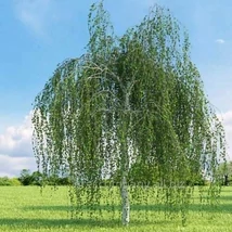 Betula utilis 'Long Trunk' Himalájai csüngő nyírfa K25 T160