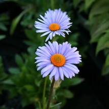 Aster tongolensis Wartburgstern - Tavaszi őszirózsa 9x9