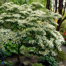 Viburnum Watanabe - Ráncoslevelű,magastörzsű örökzöld bangita K3 T50