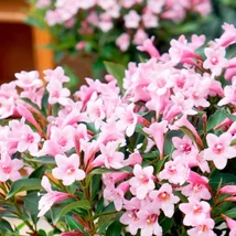 Weigela florida 'Pink Poppet Plangen' - Rózsalonc rózsaszín virágú 20-60 K2