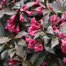 Weigela florida 'Wine Roses '- Kínai rózsalonc K2 20-60