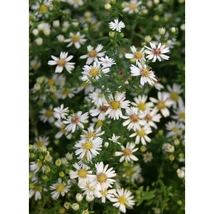 Aster ericoides Weisser Zwerg Tűlevelű őszirózsa CS9