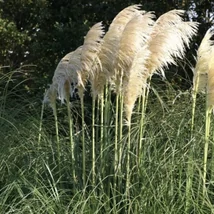 Cortaderia selloana Pumila - Krémfehér virágú ezüstös pampafű 10l