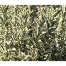 Euonymus japonicus 'White Spire' - Tarkalevelű kecskerágó K2 20+