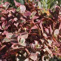 Sedum SunSparkler Wildfire Varjúháj D14
