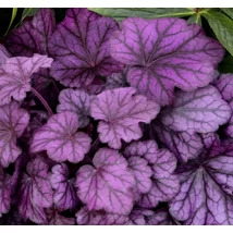 Heuchera 'Forever Purple' – Tűzeső Cs15