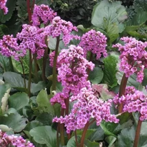 Bergenia - Winterglöd Bőrlevél CS9