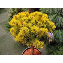 Pinus mugo 'Wintergold' – Aranysárga havasi törpefenyő K4,5 60/70 TM40