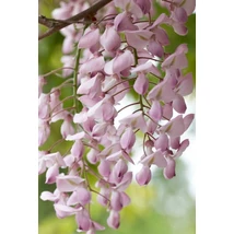 Wisteria floribunda Rosea - Rózsaszín japán lilaakác P15