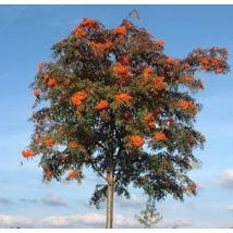Sorbus arnoldiana 'Golden Wonder' -Berkenye 250/300 Drótlabdás