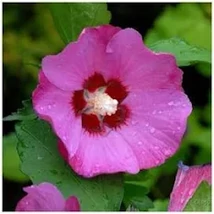 Hibiscus syriacus 'Woodbridge' - Sötét rózsaszín virágú törzses mályvacserje K10,5 T60