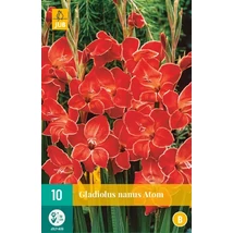 Jub Gladiolus Kardvirág nanus Atom 10 db