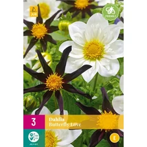 Jub Dália Butterfly Love dáliakeverék 3 db XXL pack