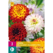 Jub Decoratief dália mix 3 db XXL pack